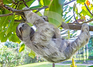 Sloth in Costa Rica