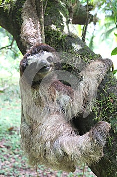 Sloth in Costa Rica hanging in a tree