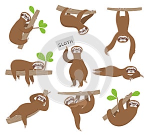 Sloth. Cute baby animal sloths hanging on tree branch of rainforest. Funny vector characters