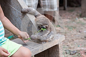 Sloth eating green plant from childs hand photo