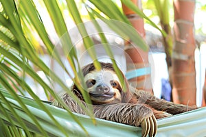 sloth with eyes closed in a fabric hammock among palm trees