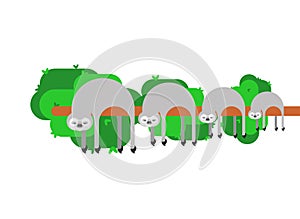 Sloth family. lazybones animal Cartoon. Vector illustration