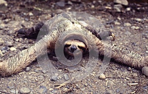 Sloth Folivora or Pereza photo