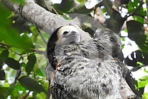 Sloth from French Guyana