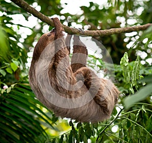 Sloth Hanging photo