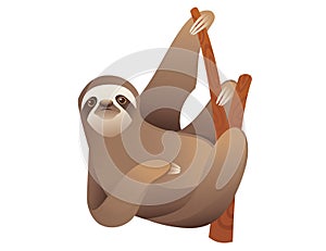 Sloth hanging on a branch cartoon animal design vector illustration on white background