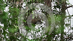 Sloth hanging in the canopy of a tropical tree in the rainforest