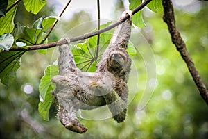 Sloth hanging out and scratching its belly. photo