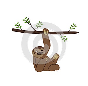 Sloth hanging on three branch vector illustration.