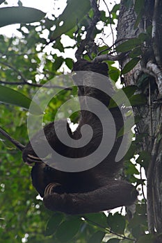 Sloth hanging in a tree in Bocas del Toro Panama photo