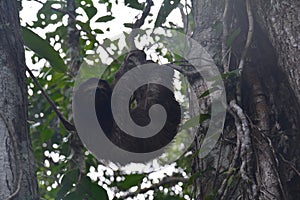 Sloth hanging in a tree in Bocas del Toro Panama photo