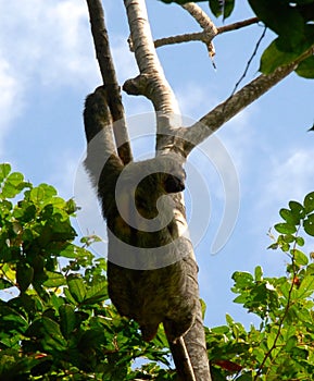 Sloth Hanging in a Tree in Costa Rica