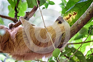 Sloth in the jungle of Costa Rica photo