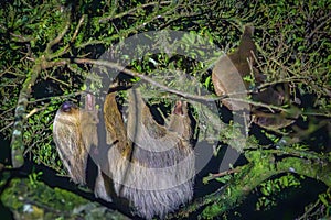 A sloth hanging from a tree in Monteverde (Costa Rica)