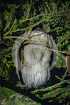 A sloth hanging from a tree in Monteverde (Costa Rica)