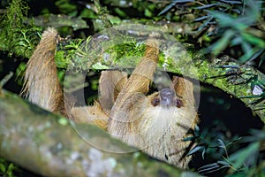 A sloth hanging from a tree in Monteverde (Costa Rica)