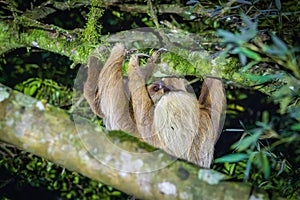 A sloth hanging from a tree in Monteverde (Costa Rica)