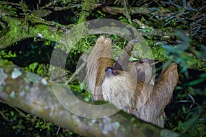 A sloth hanging from a tree in Monteverde (Costa Rica)