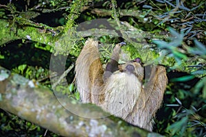 A sloth hanging from a tree in Monteverde (Costa Rica)