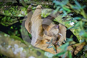 A sloth hanging from a tree in Monteverde (Costa Rica)