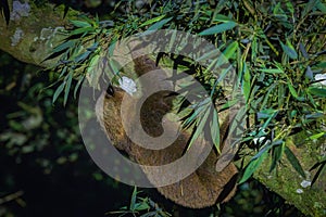 A sloth hanging from a tree in Monteverde (Costa Rica)