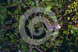 A sloth hanging from a tree in Tortuguero National Park at night (Costa Rica)