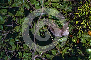 A sloth hanging from a tree in Tortuguero National Park at night (Costa Rica)