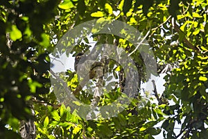 Sloth hanging in the trees photo