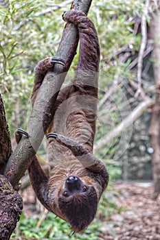 Sloth is hanging upside down in the tree. Vertical photo