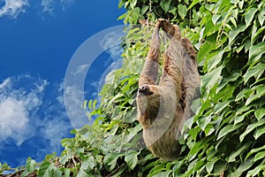 A sloth hangs on a branch among green leaves against a blue sky