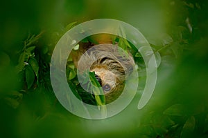 Sloth hidden in the dark green vegetation. Linnaeus's two-toed Sloth, Choloepus didactylus. photo