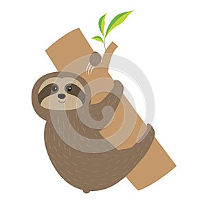 Sloth hugs tree branch. Cute cartoon character. Fluffy fur. Wild jungle animal collection. Baby education. Isolated. White backgro