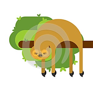 Sloth isolated. lazybones animal Cartoon. Vector illustration