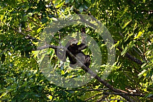 Sloth in the jungle on the banks of the Rio Ariau, Amazon