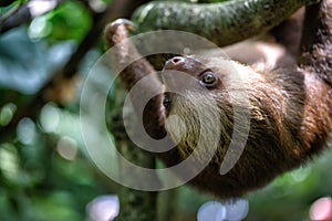 Sloth in the jungle of Costa Rica