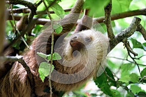 Sloth in the jungle of Costa Rica