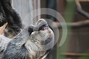 sloth long clawed eating (Choloepus hoffmanni)