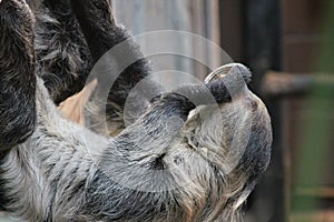 sloth long clawed eating (Choloepus hoffmanni)
