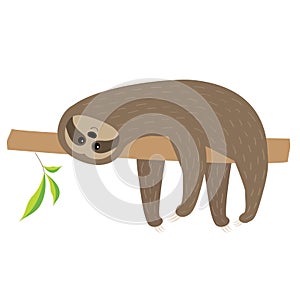 Sloth lying on tree branch. Cute cartoon character. Fluffy fur. Wild jungle animal collection. Baby education. Isolated. White bac