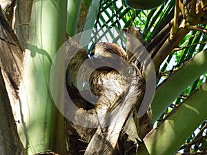 Sloth mammal, Bastimentos, Panama