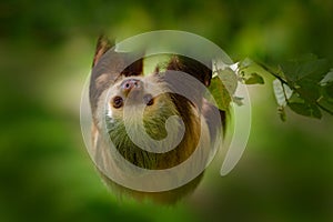 Sloth in nature habitat. Beautiful HoffmanÃ¢â¬â¢s Two-toed Sloth, Choloepus hoffmanni, climbing on the tree in dark green forest photo