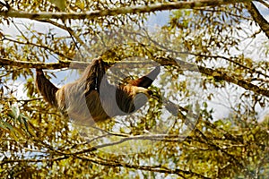 Sloth in nature habitat. Beautiful Hoffmanâ€™s Two-toed Sloth, Choloepus hoffmanni, climbing on the tree in dark green forest