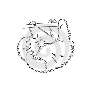 Sloth outline illustration, sloth, vector sketch illustration