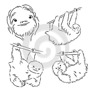 Sloth outline illustration, sloth, vector sketch illustration