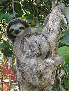 Sloth, perezoso faultier photo