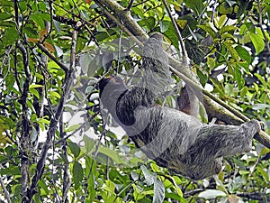 Sloth, Perezoso, Pantanal, Mato grosso, Brazil photo