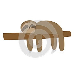 Sloth picture on a white background