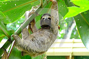 Sloth in Puerto Viejo, Costa Rica photo