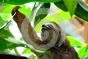 Sloth in Puerto Viejo, Costa Rica