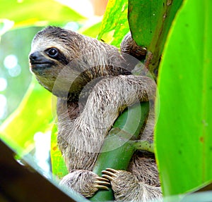 Sloth in Puerto Viejo, Costa Rica photo